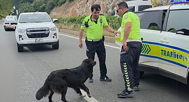 Zincirleme kazadan sonra yol ortasında kalan köpeğe polis sahip çıktı