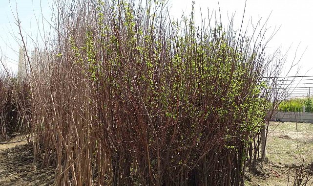 Zirai don binlerce meyve fidanını da vurdu