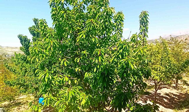 Zirai donun zarara yol açtığı Malatya'da kiraz yaprağı ümit oldu