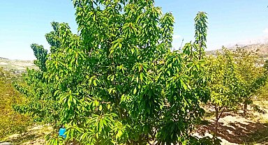 Zirai donun zarara yol açtığı Malatya'da kiraz yaprağı ümit oldu