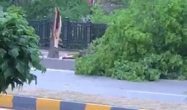 Zonguldak'ta şiddetli rüzgar ağaçları devirdi