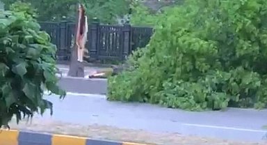 Zonguldak'ta şiddetli rüzgar ağaçları devirdi