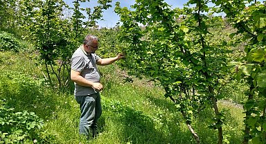 Zonguldak'ta zirai don ve hastalık kontrolleri sürüyor