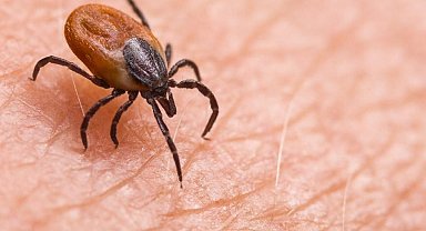 1 kişinin hayatını kaybettiği Tomarza'da kene görüntülendi