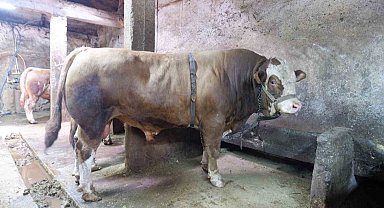 1 ton 200 kiloluk tosun 400 bin liraya satıldı