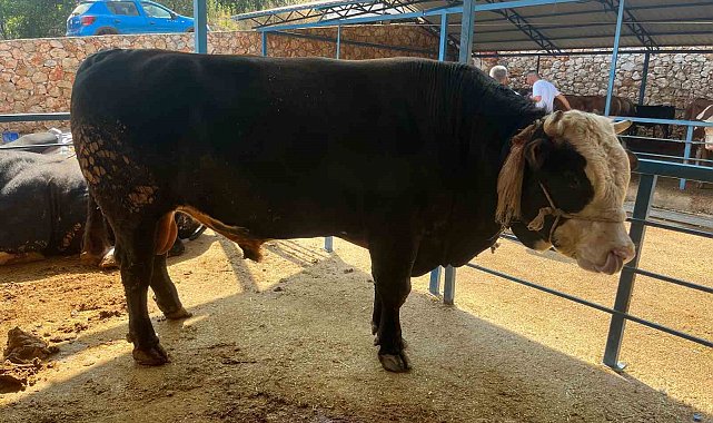 1 ton 300 kiloluk tosun 430 Bin TL'ye satıldı