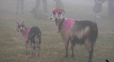118 yıldır devam eden gelenek: Gelin gibi süslenen hayvanları ile göçe başladılar
