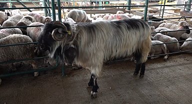 'Kocaoğlan' hayvan pazarının gözdesi oldu