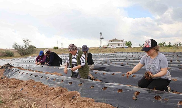6 fideyle başladı, 60 bin fideye ulaştı