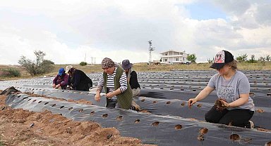 6 fideyle başladı, 60 bin fideye ulaştı