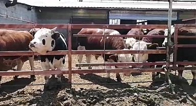 7 hisseli kurbandan umre ziyareti çıktı çifte bayram yaşadı