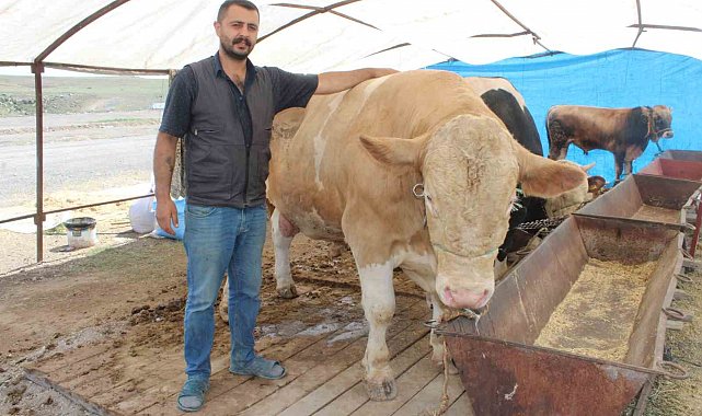 970 kiloluk Minik, pazarın ilgi odağı oldu