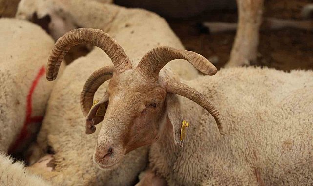 Adana'da 4 boynuzlu koçlar kurban pazarlarının gözdesi oldu