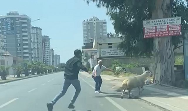 Adana'da kaçan koyun ve keçiler sahiplerini peşlerinden koşturdu