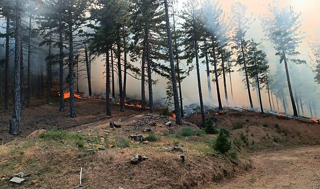Adana'da orman yangını