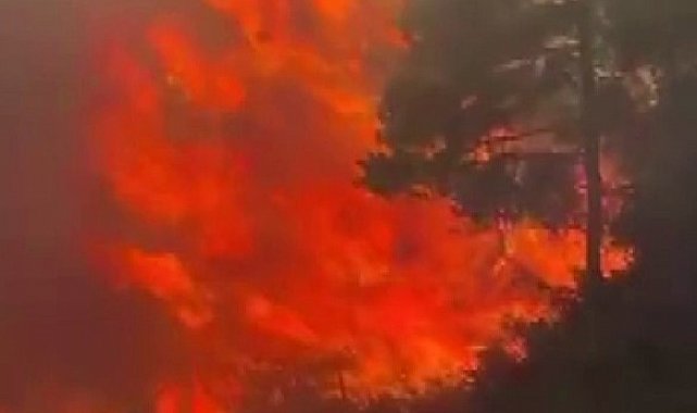 Adana'da orman yangını