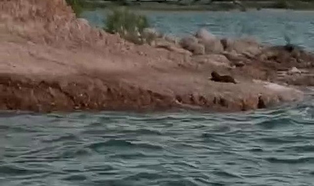 Adıyaman'da su samuru görüldü