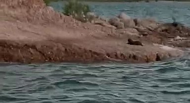 Adıyaman'da su samuru görüldü