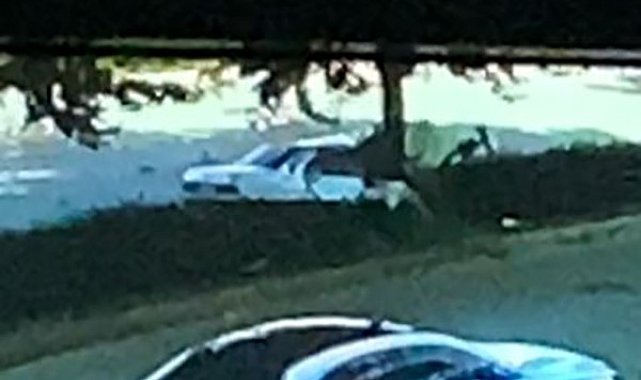 Ağaca çarpan Tofaş'ın hurdaya döndüğü ölümlü kazanın görüntüleri ortaya çıktı