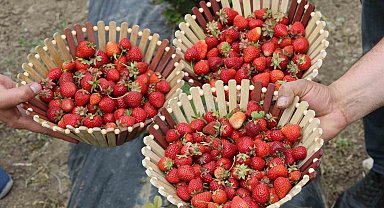 Ağrı tarımında yeni nefes: Çilek yetiştiriciliği büyüyor