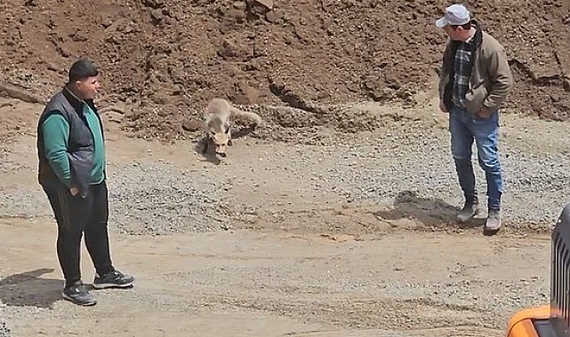 Ahlat'ta tilki, pomza ocağının müdavimi oldu: Her gün işçilerin sofrasına konuk oluyor