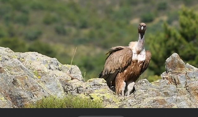 Akbabalar fotokapanlarla böyle görüntülendi