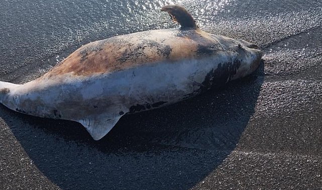 Akçakoca'da ölü yunus sahile vurdu