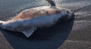 Akçakoca'da ölü yunus sahile vurdu