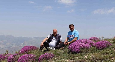 Akdağ'ın zirvesinde fuşya renkli görsel şölen