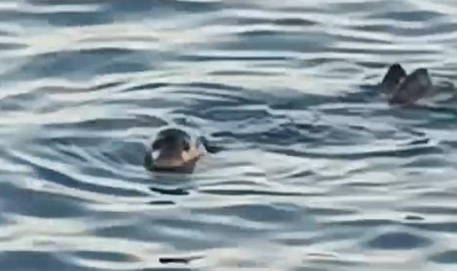 Akdeniz foku kıyıya yakın noktada kendini gösterdi