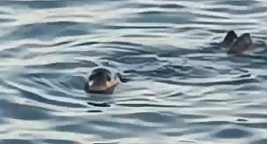 Akdeniz foku kıyıya yakın noktada kendini gösterdi