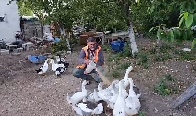 Akyaka'da bir vatandaş kazlarını özenle besliyor