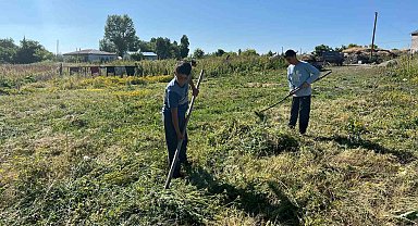 Akyaka'da ot biçimi başladı