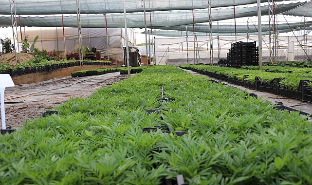 Alanya Belediyesi arife günü mezarlıklarda çiçek dağıtacak