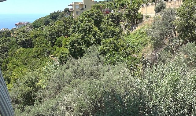 Alanya'da apartmana giren yılana kafa tutan sokak kedisi evin bekçisi oldu