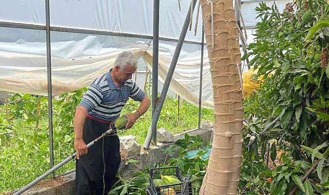 Alanya'da papaya hasadı başladı, kilosu 100 liraya kadar alıcı buluyor