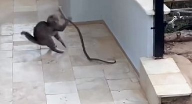 Alanya'da yılana kafa tutan kedi