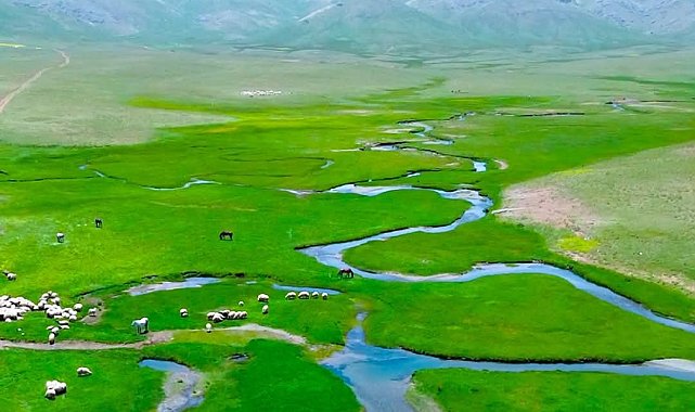 Alendeşt yaylası, menderesleri ve sarı çiçekleriyle büyülüyor