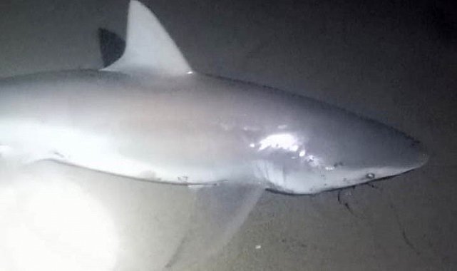 Amatör oltacı kıyıdan 2 köpek balığı yakaladı: Heyecanlı anlar kamerada