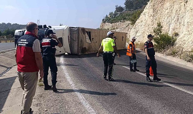 Angus yüklü tır devrildi, kaçan hayvanlar yakalandı