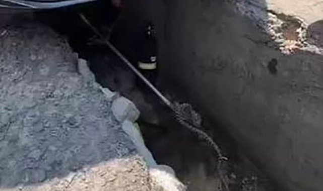 Ankara'da aracın altına giren yılan çıkarıldı