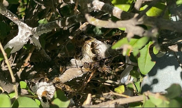 Ankara'da oğul arı alarmı: Sessizce yerleştiler, profesyonel müdahaleyle taşındılar