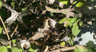 Ankara'da oğul arı alarmı: Sessizce yerleştiler, profesyonel müdahaleyle taşındılar