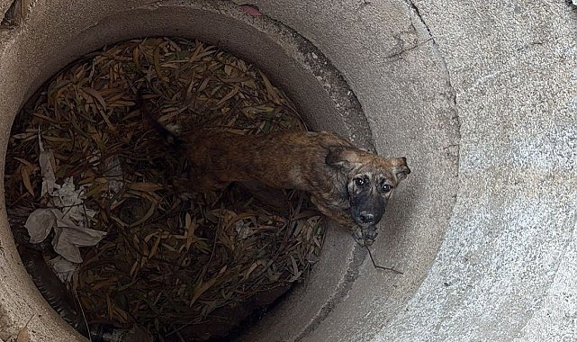 Antakya'da kuyuya düşen köpeği itfaiye kurtardı