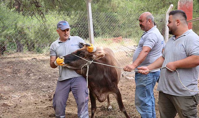 Antalya Büyükşehir Belediyesi Kurban Bayramı'na hazır