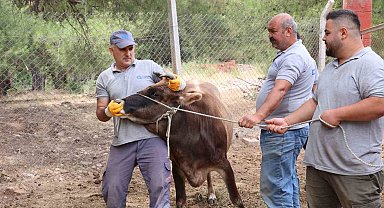 Antalya Büyükşehir Belediyesi Kurban Bayramı'na hazır