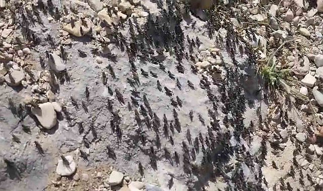Antalya Gelesandra Yaylası'nda çekirge istilası