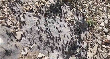 Antalya Gelesandra Yaylası'nda çekirge istilası