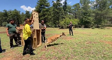 Antalya'da doğaya salınan alageyiğin hareketleri uyduyla izleniyor