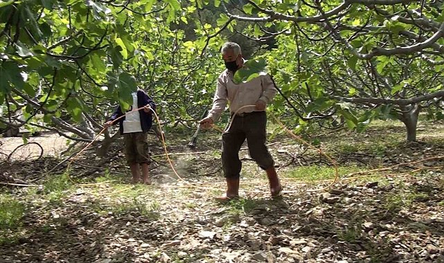 Antalya'da incir bahçelerinde yeni sezon hazırlıkları